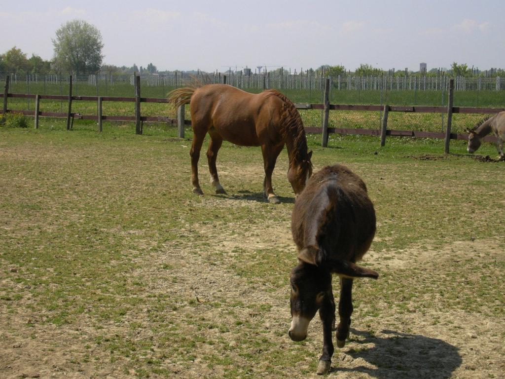 Nonantola Agriturismo Casa Carpanelli מראה חיצוני תמונה