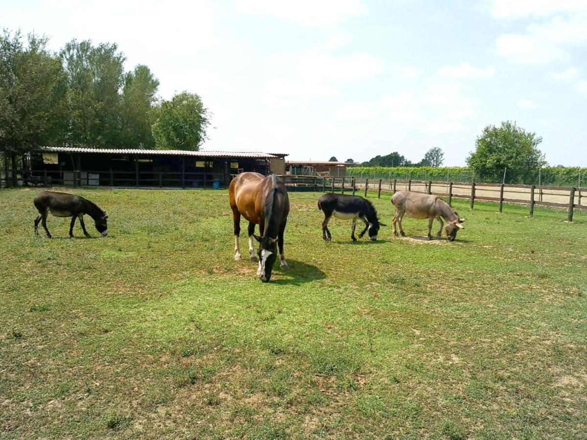 Nonantola Agriturismo Casa Carpanelli מראה חיצוני תמונה