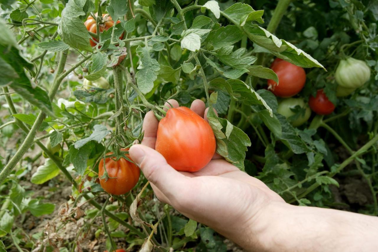 Nonantola Agriturismo Casa Carpanelli מראה חיצוני תמונה
